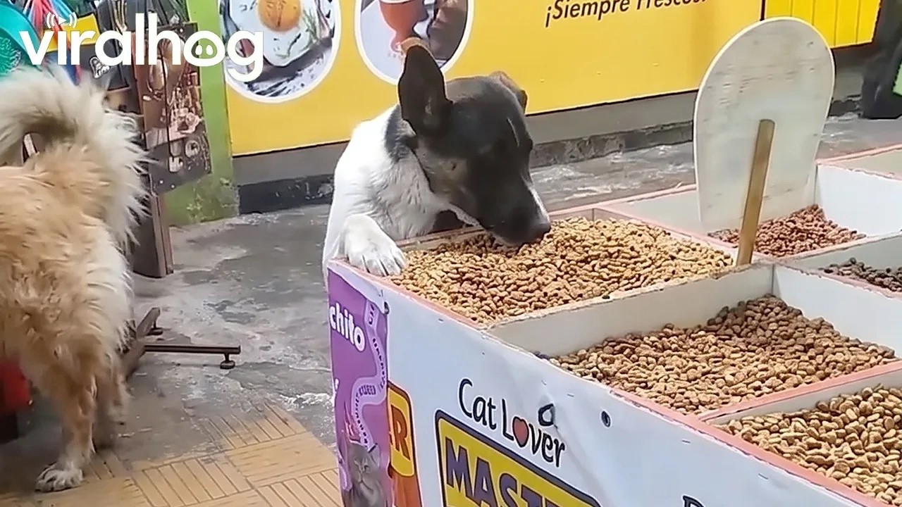 Hungry Stray Dog Finds a Meal at Pet Shop || ViralHog