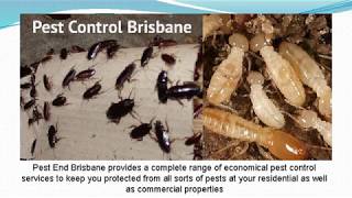 Pest Control Services