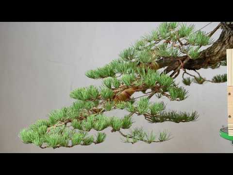 Cascade Style Bonsai Timelapse