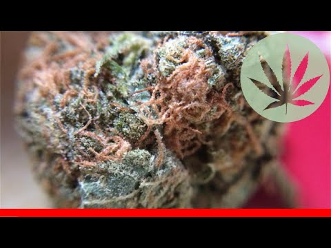 Lime Green Skunk - All About This Strain