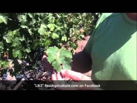Saik's AgriTreks: Agriculture In the Napa Valley