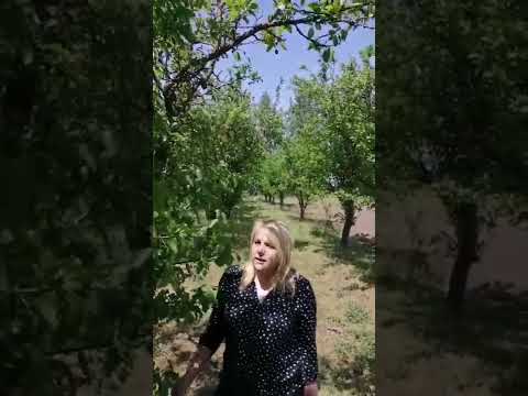 Šljivin smotavac (Grapholita funebrana) - PIS