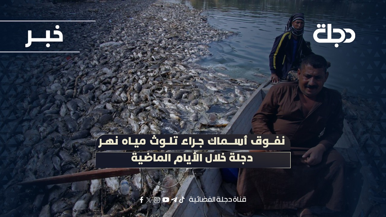 فيديو | نفوق أسماك جراء تلوث مياه نهر دجلة خلال الأيام الماضية