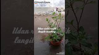 Download lagu Safira Inema - Sayang Kowe Lirik (Status WhatsApp) mp3 Download lagu Safira Inema - Sayang Kowe Lirik (Status WhatsApp) mp3