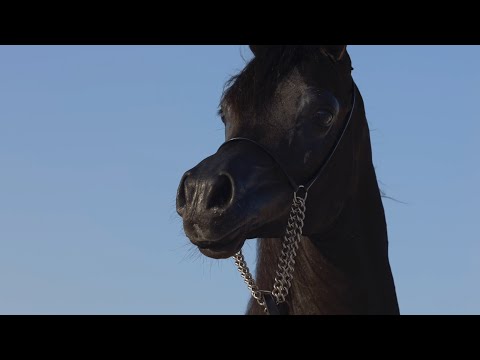 ABHAR NASSER - Contender at KIAHF 2023 Title Show