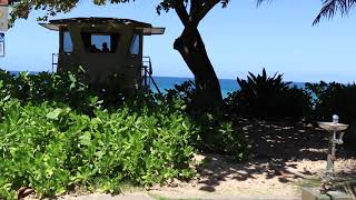 The Walk to Hawaii&#39;s Famous Surf Spot: Pipeline