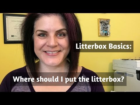 Litterbox Basics: Where should I put my cat's litterbox?