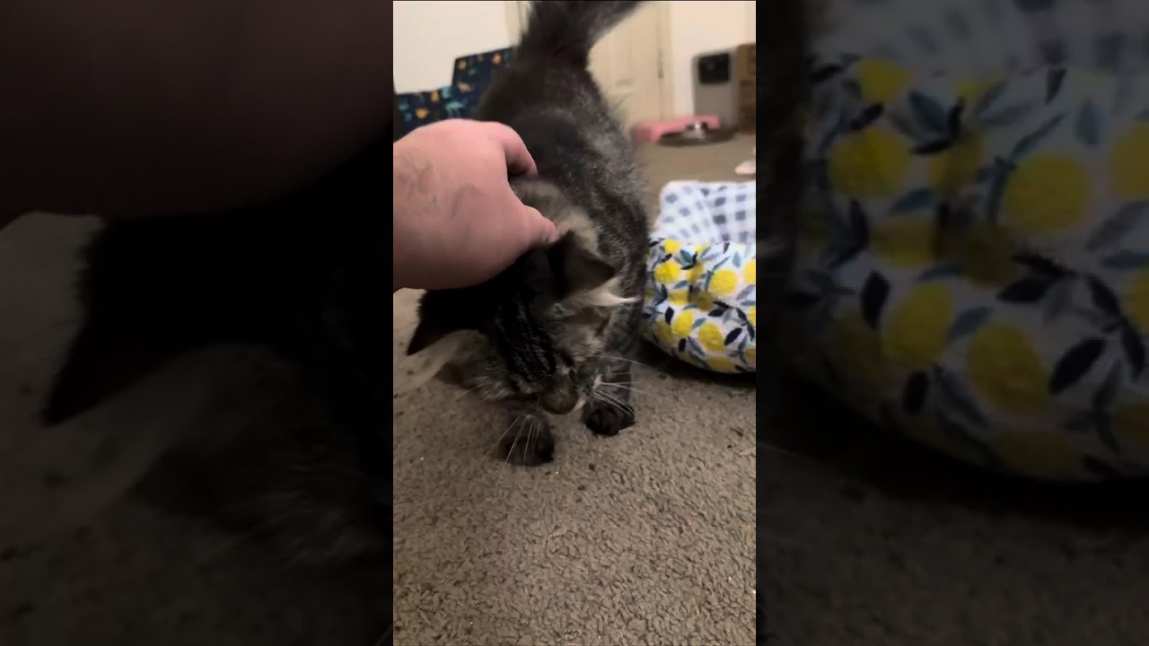 Enlarge Artemis, a Adoptable mixed breed in Rye, NY video 4/6