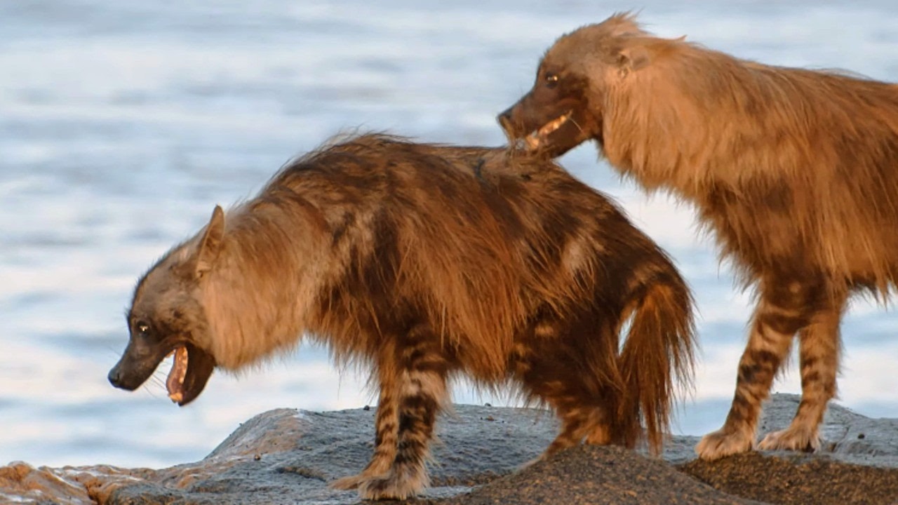 Brown hyenas, the rarest in the world