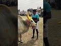 Jallikattu Manjuvirattu Coolie Tvk Devar Ipl2025 Dhoni Madurai Vijay Bull Thala