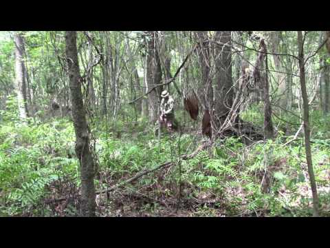 NSW NWU Type III AOR 2 (Woodland/jungle/temperate) Pattern