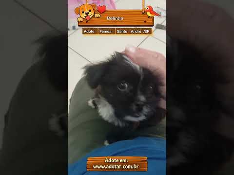 Vídeo de Belinha