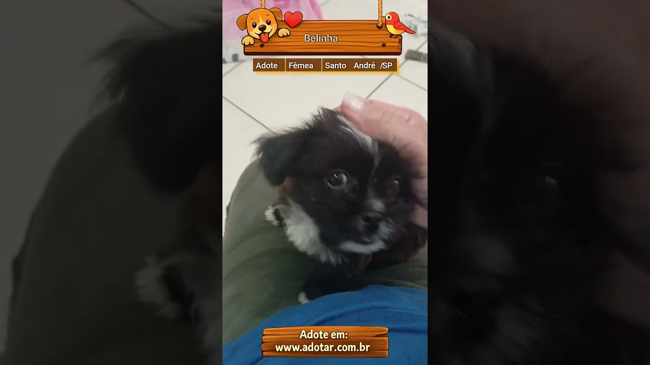 Cachorro raça Shitzu idade Abaixo de 2 meses nome Belinha