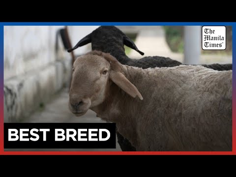 The giant sheep helping Tajikistan weather climate change and meat shortages