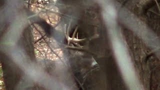 I SAW HIM AND HE IS A GIANT! Deer Hunting Pennsylvania Rifle Season 2023 Hunting Pressured Whitetail