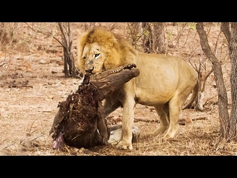 Top 10 strongest predators in the world!