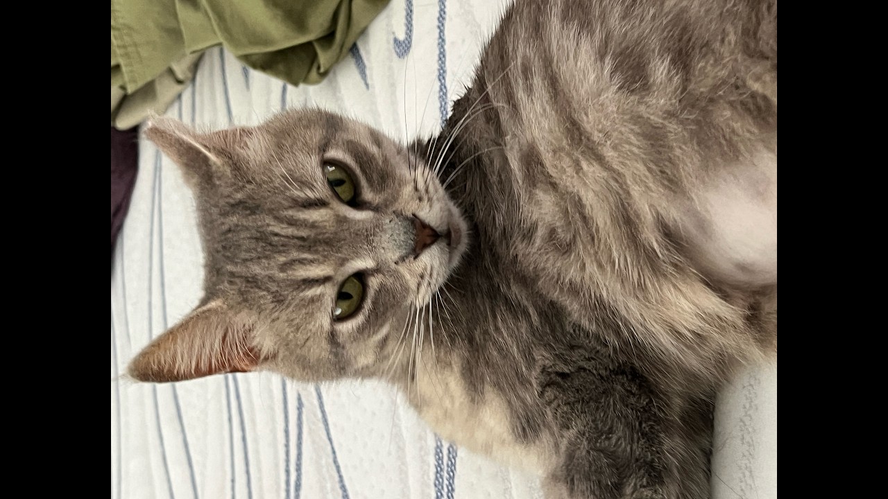 Annie, a ADOPTABLE mixed breed in Oklahoma City, OK video 4/4