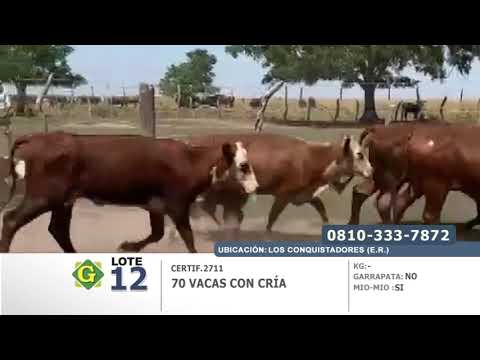 Lote 70 Vacas con cria en Los Conquistadores (E.rios)