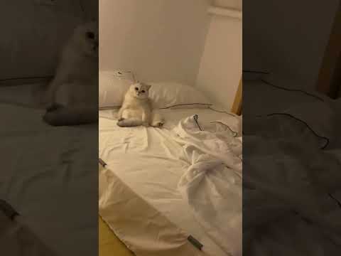 猫：来啊 一起睡