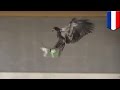 Eagles Vs Drones Dutch Police Train Birds Of Prey To Combat Airborne Terrorist Devices TomoNews