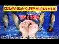 Cara Mengatasi Guppy Cepat Mati Cara Agar Ikan Guppy Tidak Mati Cara Merawat Ikan Guppy Yang Benar