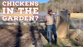 We Put Chickens in the Garden (Here’s Why It Works)