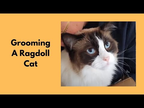 Grooming A Ragdoll Cat @Love Cats Groomer