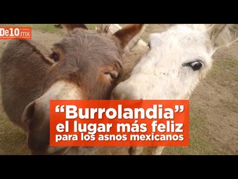 5 casos de maltrato y crueldad animal que SÍ fueron castigados | De10 Sports