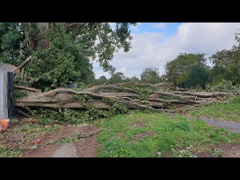 Fallen Tree In London Caused By Storm Ellen.