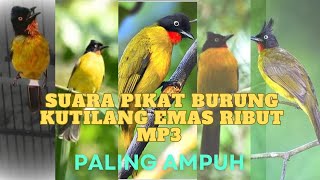 Download lagu Suara pikat burung Kutilang emas ribut MP3 burung dijamin datang, Anti zonk. mp3 Download lagu Suara pikat burung Kutilang emas ribut MP3 burung dijamin datang, Anti zonk. mp3