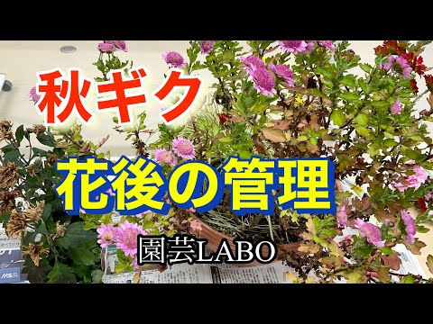 どの菊の肥料を選ぶべきですか？冬になったらどのようにお手入れすればよいでしょうか？  庭園