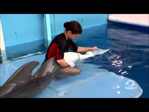 image-Is Dolphin Tale on Netflix or Hulu?