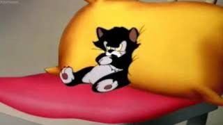 Funny/Cute/Angry little cat - GIF