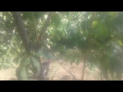 Anastasia da sharlota