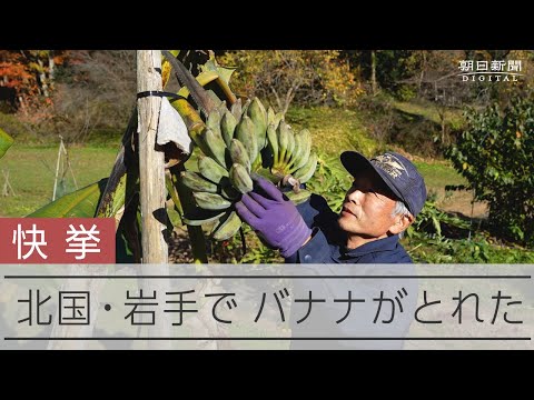 園芸 冬にバナナの木を守る方法は?