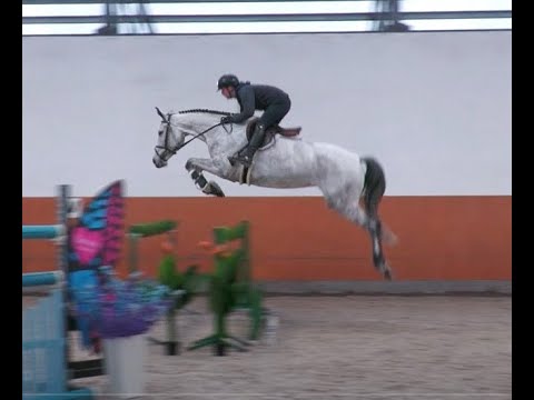 *2018 mare, Cento Lano Arcus - Concetto