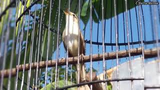 Download lagu SUARA ASLI BURUNG KERAK BASI ALIS HITAM GACOR NGAMUK mp3 Download lagu SUARA ASLI BURUNG KERAK BASI ALIS HITAM GACOR NGAMUK mp3