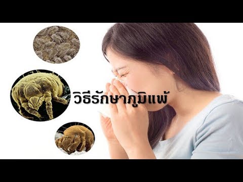 ครีมสำหรับโรคสะเก็ดเงินบนหัวและลำตัว ไขมันแบดเจอร์และการรักษาโรคสะเก็ดเงิน
