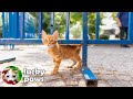 Hungry Kitten That People Neglect Is Waiting In The Corner For Food Lucky Paws