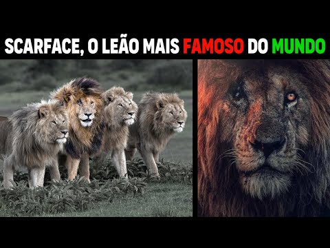 Leão - SCARFACE LEÃO MAIS FAMOSO DO MUNDO