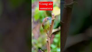 Download lagu Ciung air Sumatera #burungunik #burungtermahal #birds #kicaumania mp3