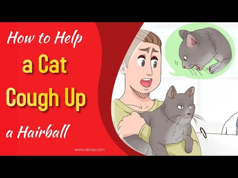 How to Help a Cat Cough Up a Hairball