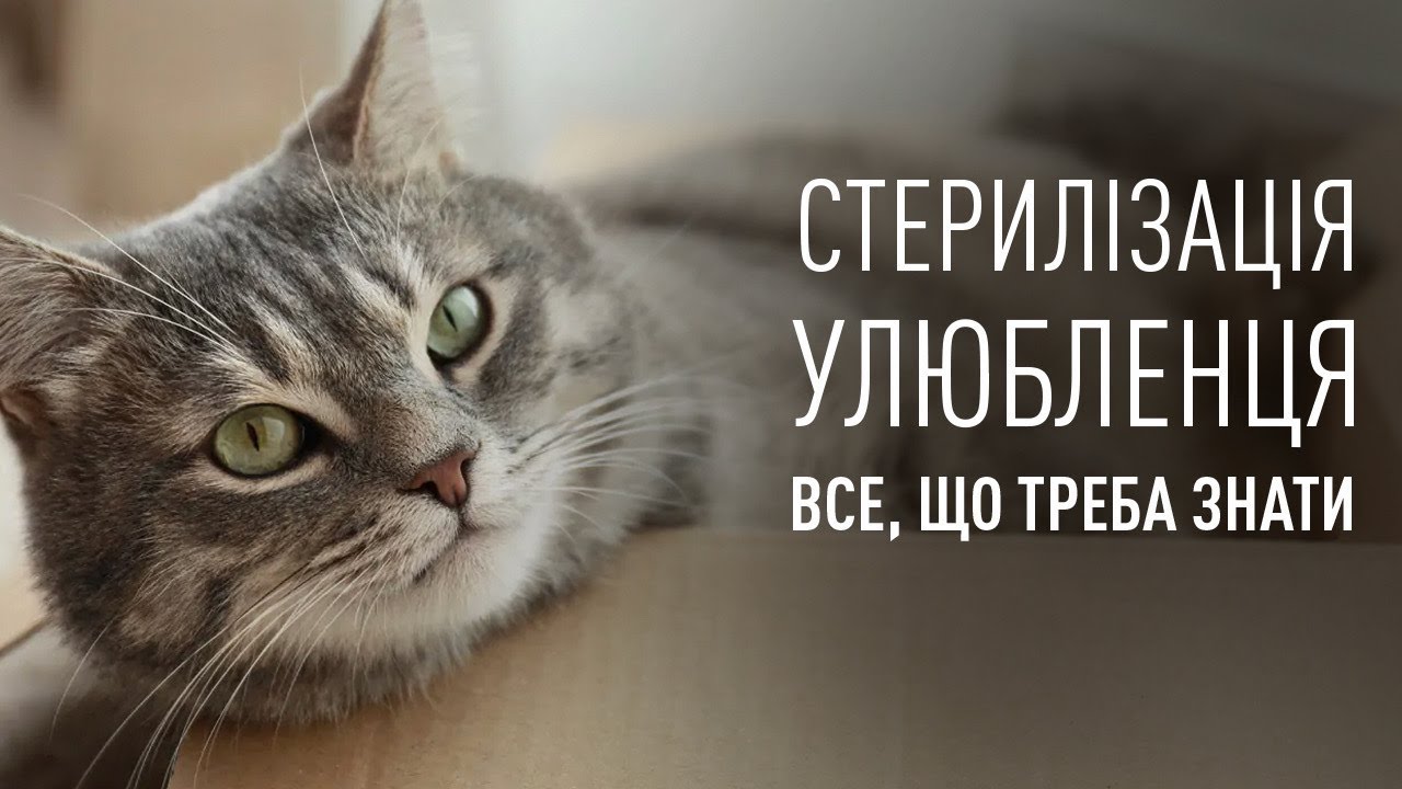 YouTube video preview