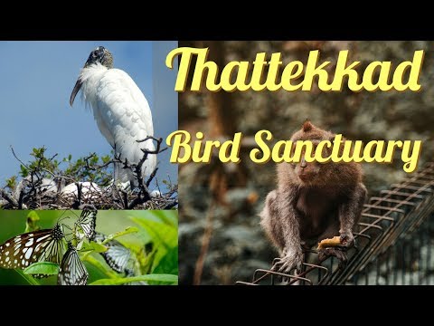Thattekkad Bird Sanctuary munnar (Salim Ali Bird Sanctuary)  ||Full HD 1080p