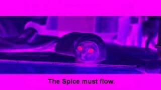 EON- The Spice Must Flow 1991