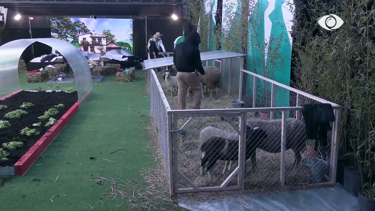 Romeo mjel dhinë, banorët e ndihmojnë