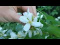 Plant ID Mini-Series Episode 13: Mock Orange