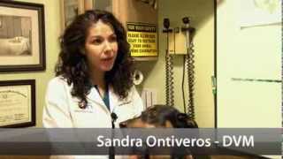 preview picture of video 'Manchaca Village Veterinary Care - Short | Austin, TX'