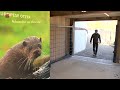 Bezoekers Natuurpark kunnen otters nu in de ogen kijken