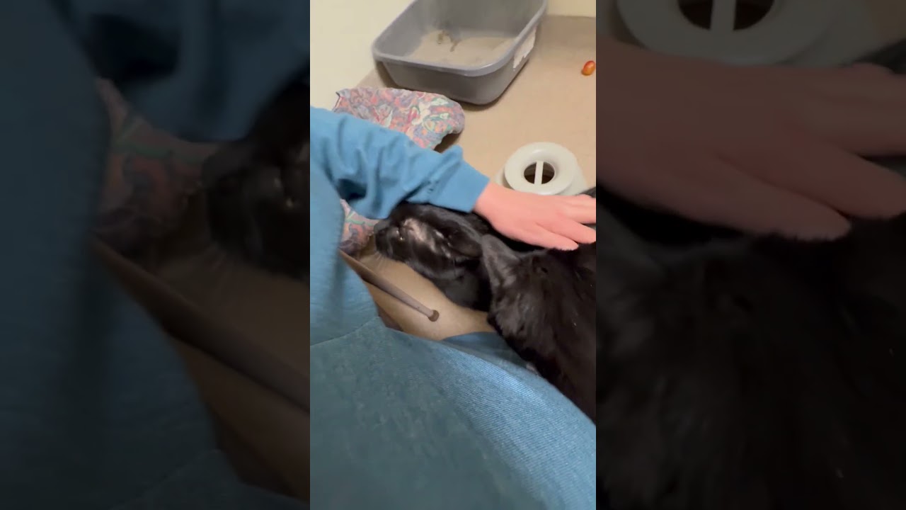 Enlarge Arthur - Looking for someone to nap with, a ADOPTABLE Domestic Short Hair in Oshkosh, WI video 4/4